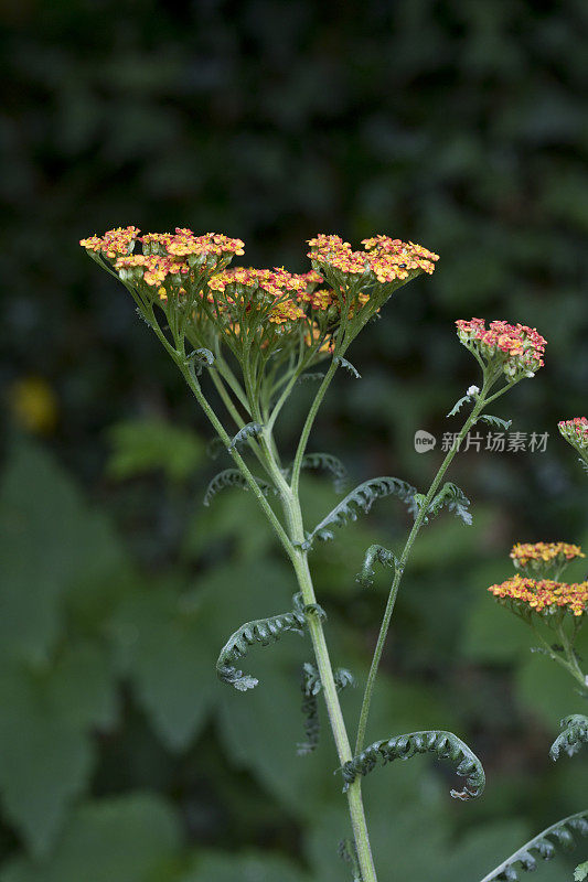 阿奇利亚“Walther Funcke”或Yarrow“Walther Funcke”在花园里的花在夏天